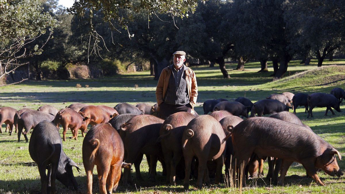 Un ganadero con sus cerdos en Ciudad Rodrigo, Salamanca. EFE/Carlos García