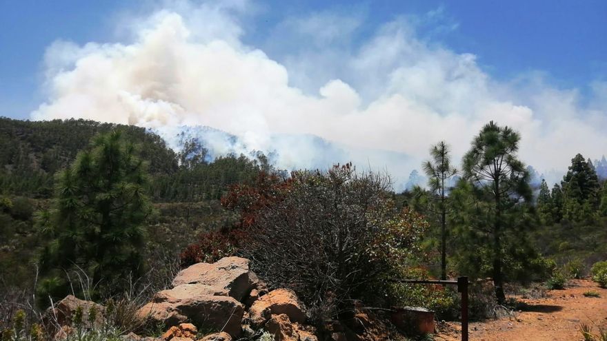 Incendio en Arico. (Cabildo de Tenerife)
