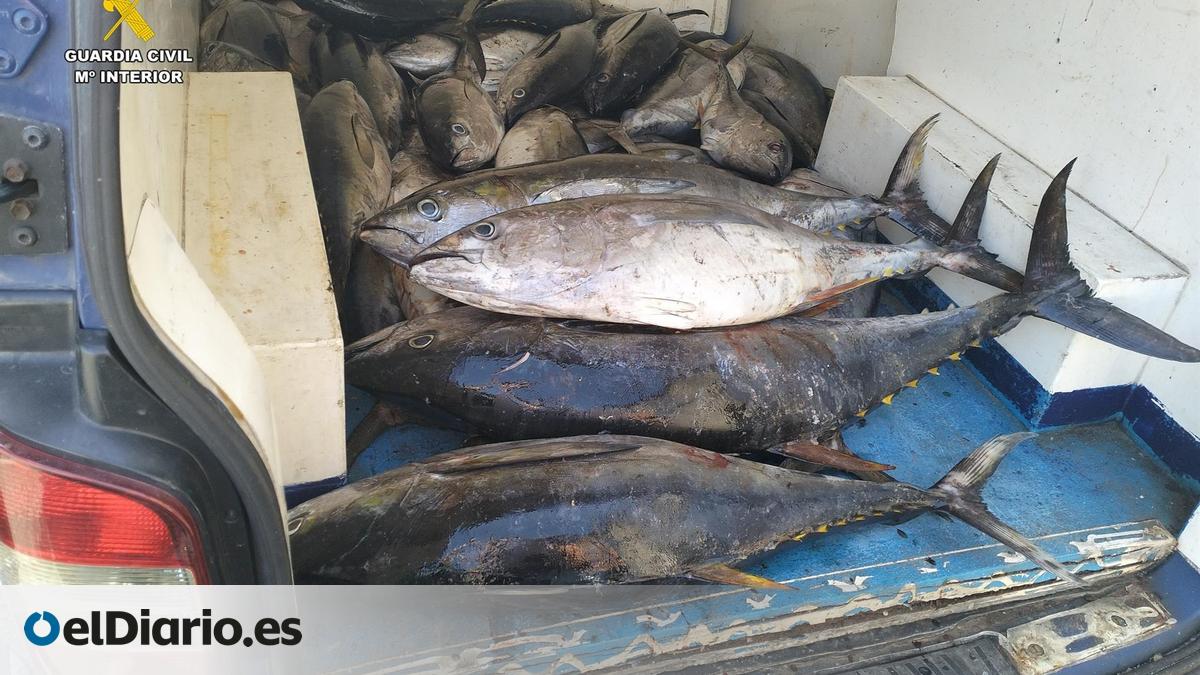 ラ・ゴメラ島に駐車した車の横に異臭と血だまりがあり、民間警備隊から2件の苦情が寄せられた