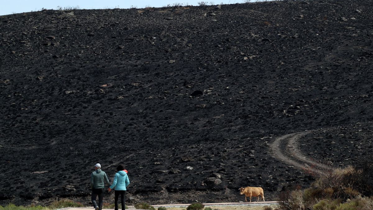 Zona arrasada por los incendios en los alrededores de la localidad zamorana de San Martín de Castañeda.EFE/Mariam A. Montesinos