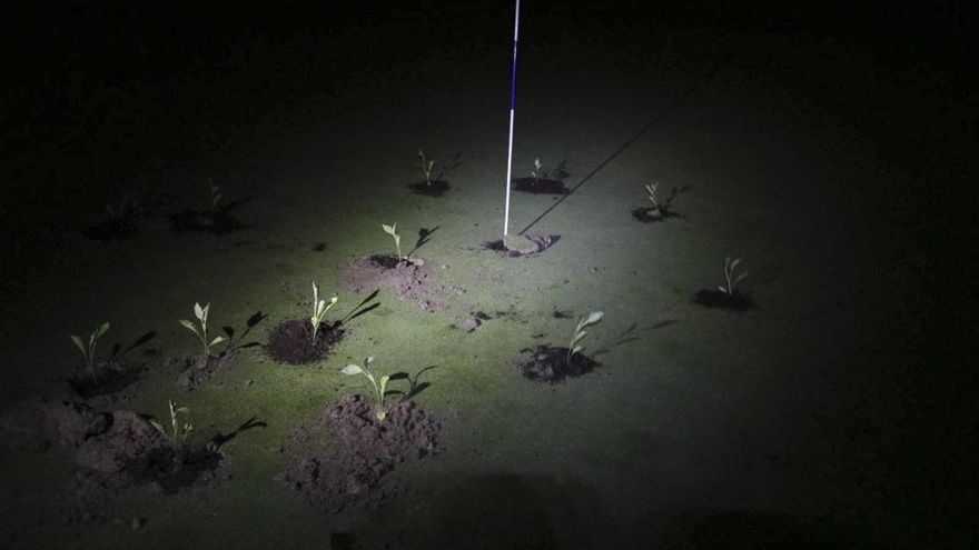 Activistas plantan cebollas y berenjenas en campos de golf de Bizkaia y Navarra para denunciar el derroche de agua