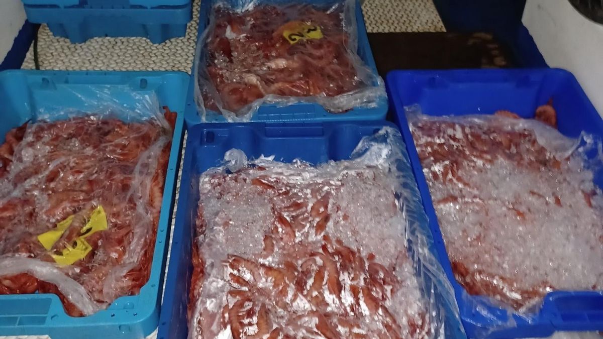 La Guardia Civil inmoviliza 112 kilos de gamba roja ilegal en Santa Pola