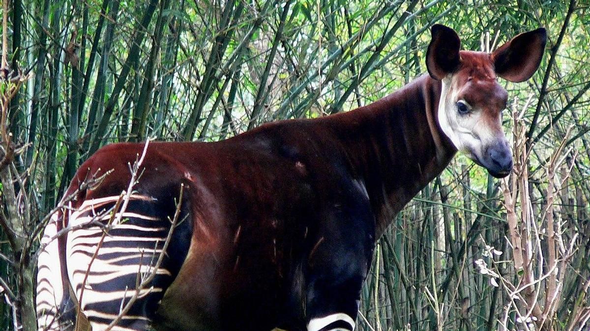 Mis animales cercanos 2: el okapi