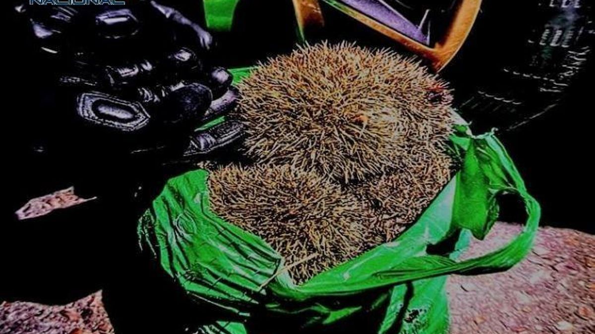 Detienen a cuatro personas por cazar y herir a una decena de erizos en Ciudad Real