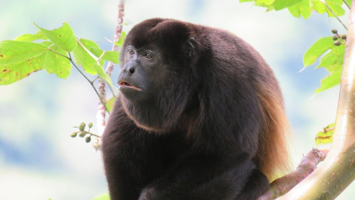 Cuanto más pequeños los testículos, más fuerte el grito: la peculiar estrategia vocal de ciertos monos