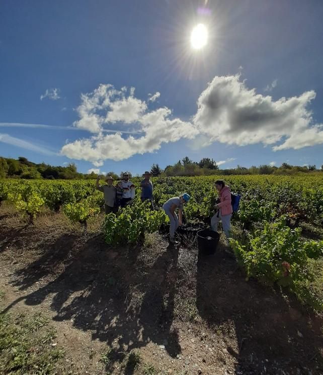 Saray Arias, en la vendimia de la viña familiar de la que salen los vinos ‘Valle del recunco’.