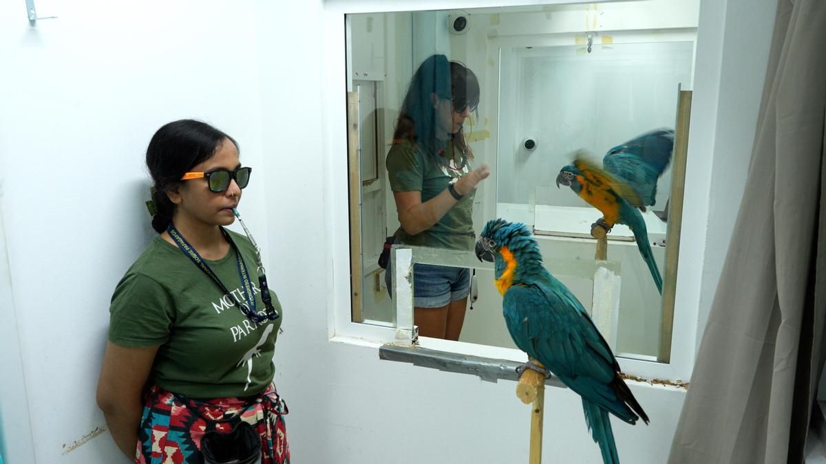 Los 'guacamayos barba azul' son capaces de aprender nuevos trucos y acciones observando a sus compañeros