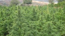 Plantación de marihuana.