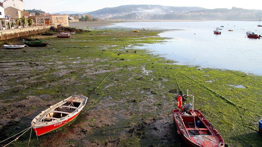 El error de la IA sobre la marea demuestra los riesgos de usarla usarla sin comprobar la información "Fue un error usar ChatGPT"