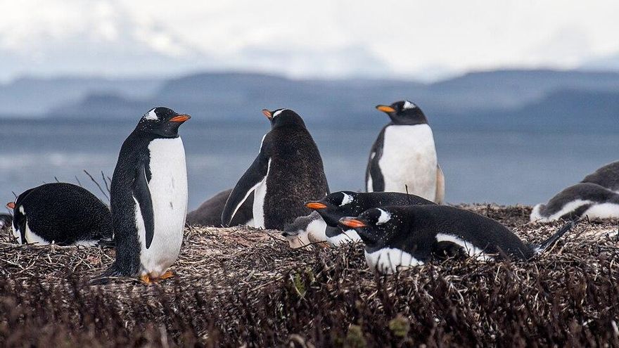 Descubren una nueva especie de pingüino en la Antártida por primera vez en un siglo
