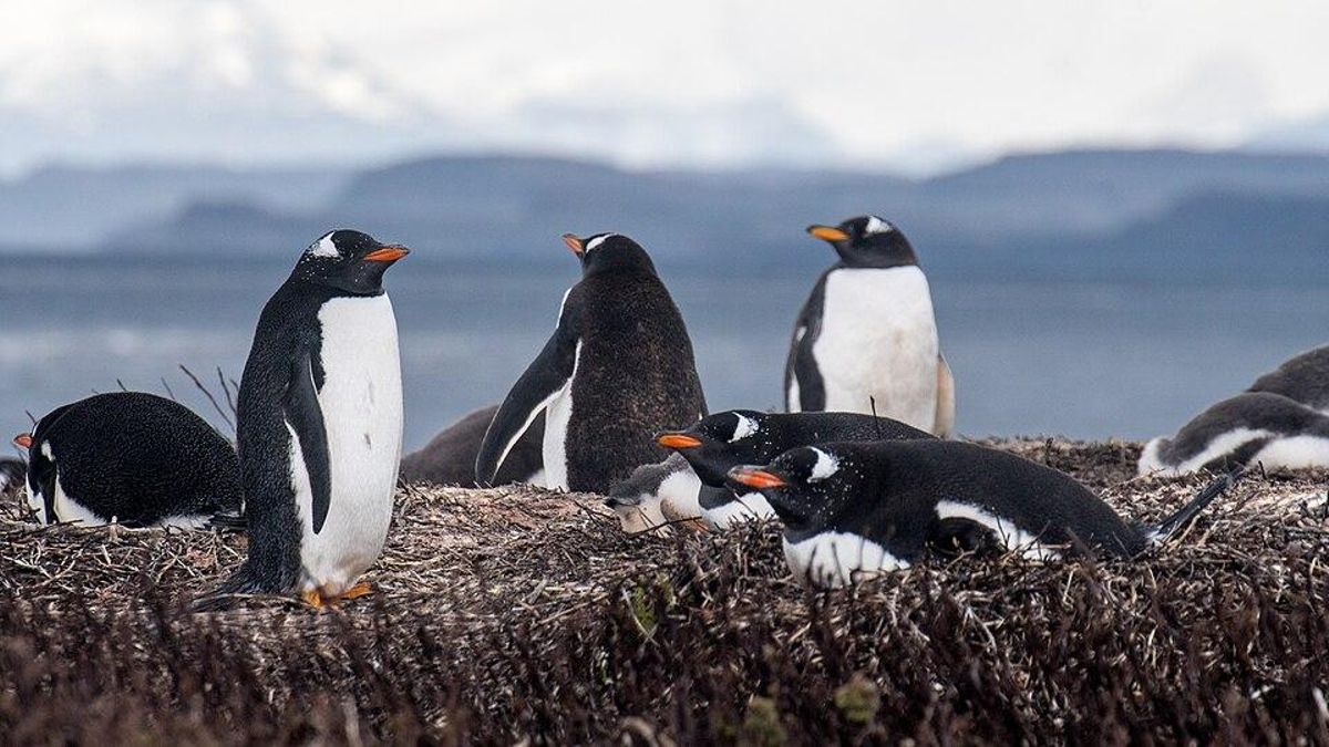 Descubren una nueva especie de pingüino en la Antártida por primera vez en un siglo