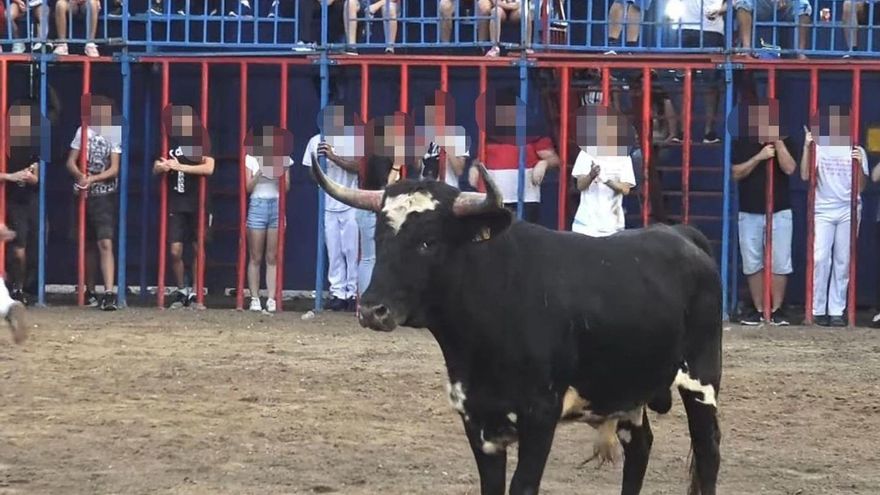 Tavernes de la Valldigna suspende sus 'bous al carrer' mientras el Gobierno valenciano muestra su preocupación por el número de víctimas