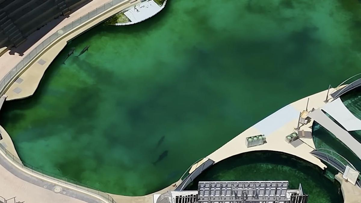 Los delfines quedan a la espera de traslado dentro del país bajo vigilancia temporal