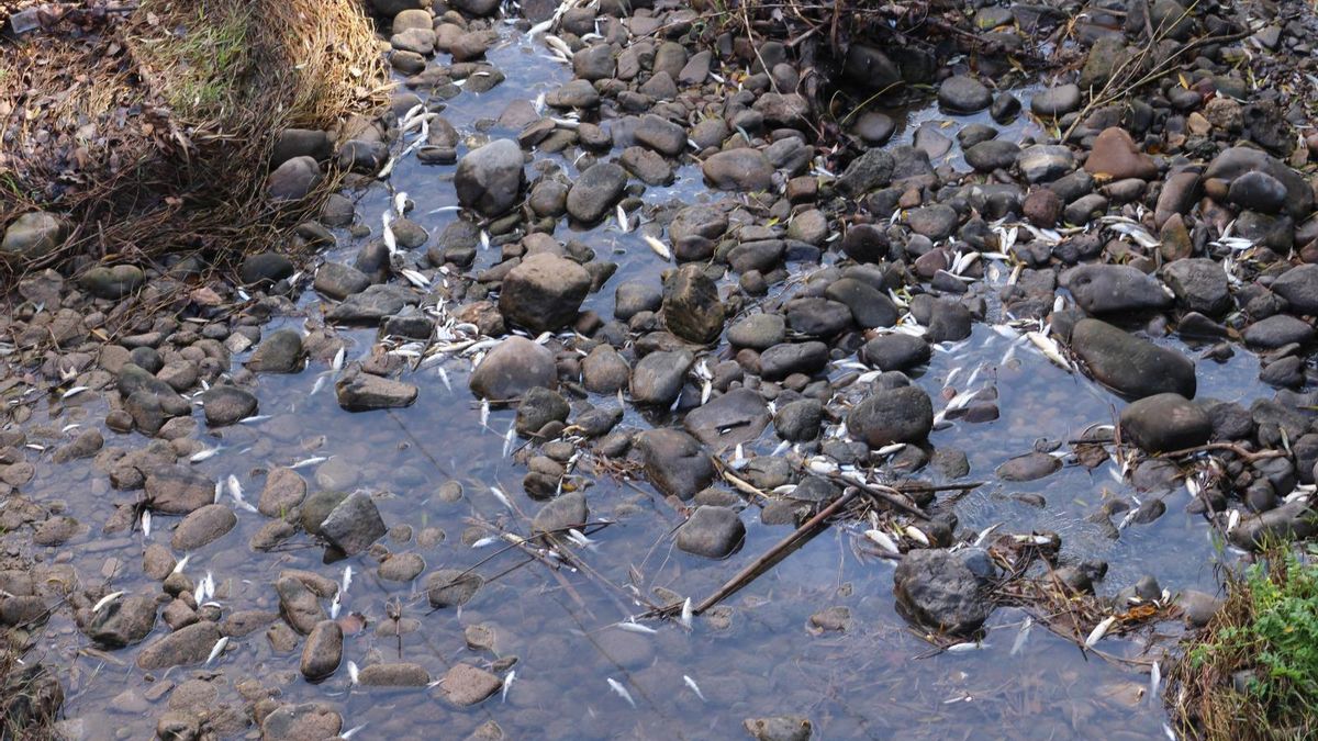 Primer juicio en La Rioja contra un alcalde por delito medioambiental: la regidora de Alfaro, acusada por los vertidos al río Alhama