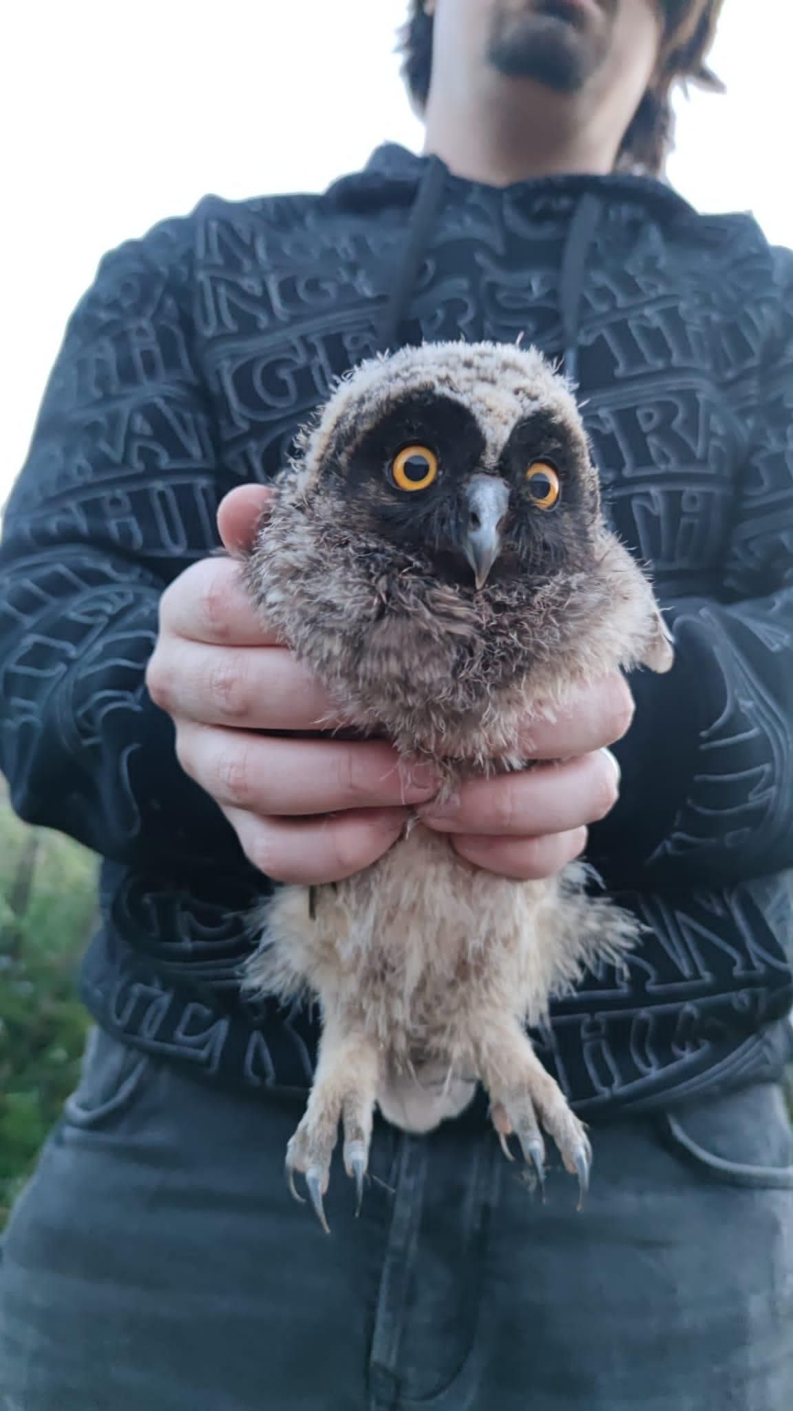 Ave rescatada atendida en el Centro de Recuperación de Fauna Silvestre de La Tahonilla, dependiente del Cabildo de Tenerife