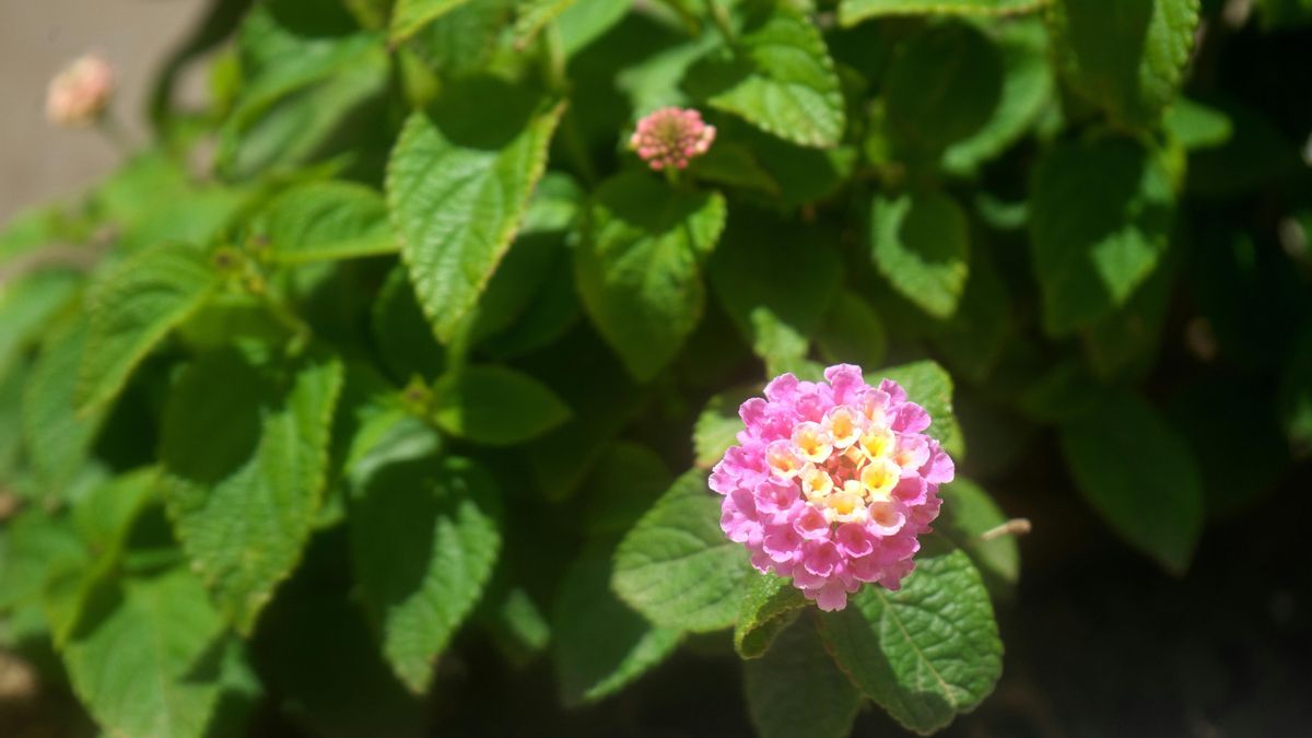 La lantana resiste el calor sin inmutarse y necesita muy poco riego.