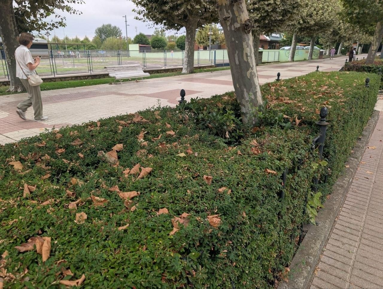 El llamativo otoño en pleno verano que se el clima acelera en el paisaje urbano de León