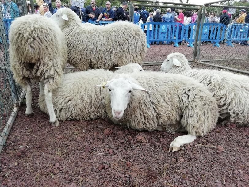 Ejemplares de ovejas de raza palmera.