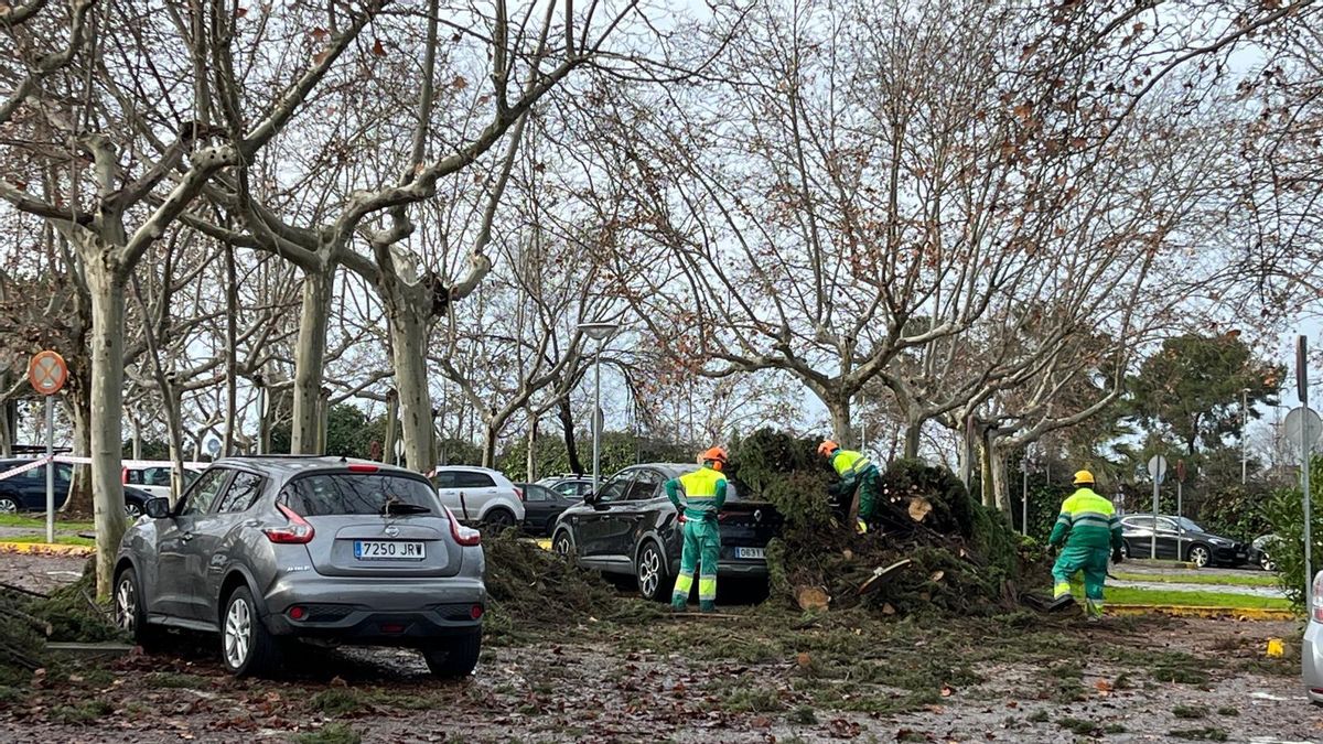 Las imágenes de los daños de la borrasca Kristin a su paso por Córdoba