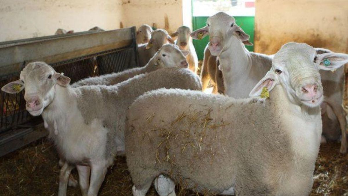 Las ovejas manchegas de la feria