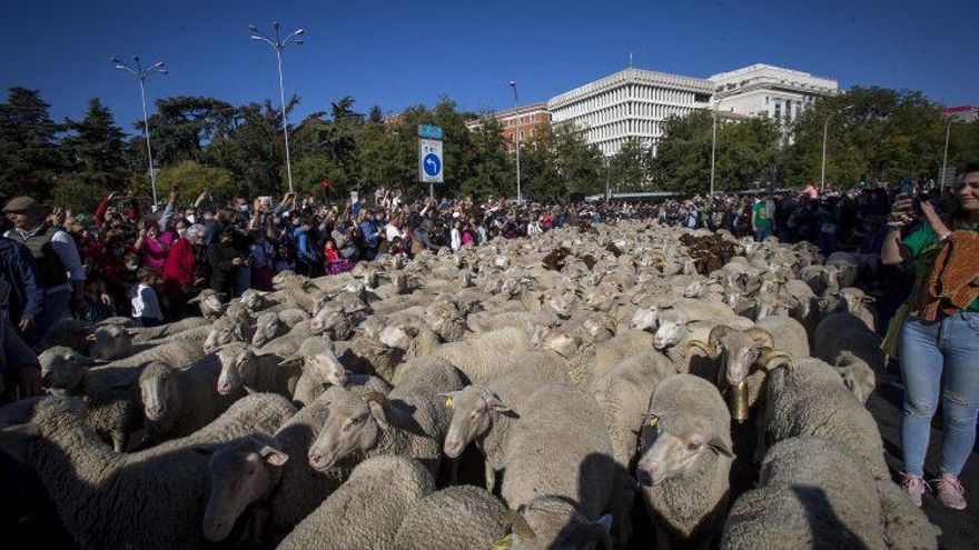 Cientos de ovejas y cabras cruzan el centro de Madrid por la Fiesta de la Transhumancia 2022: recorrido y horarios