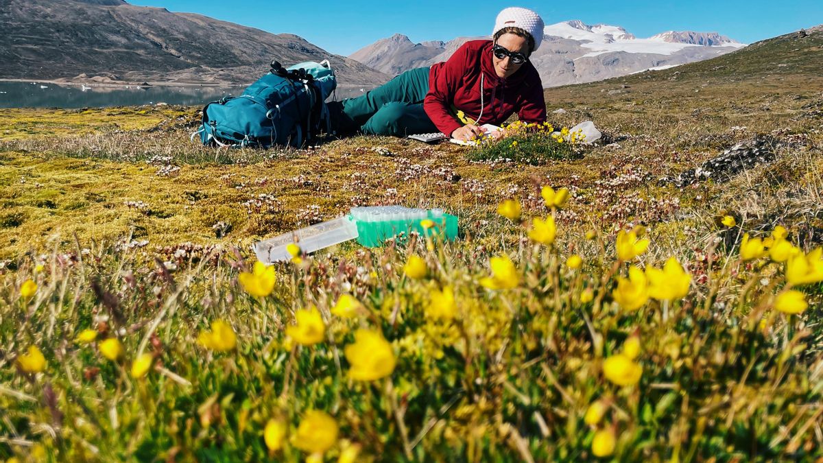 En la isla de Gerdoya, Groenlandia, tomando muestras entre flores silvestres árticas. Julio de 2024.