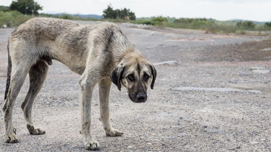Un juzgado de Lugo impone 18 meses de cárcel a la dueña de un perro que murió de hambre