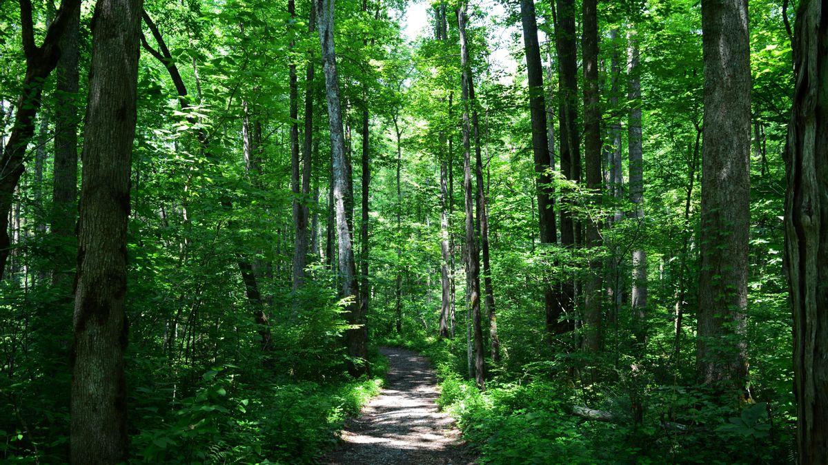 Un camino de tierra a través de un bosque