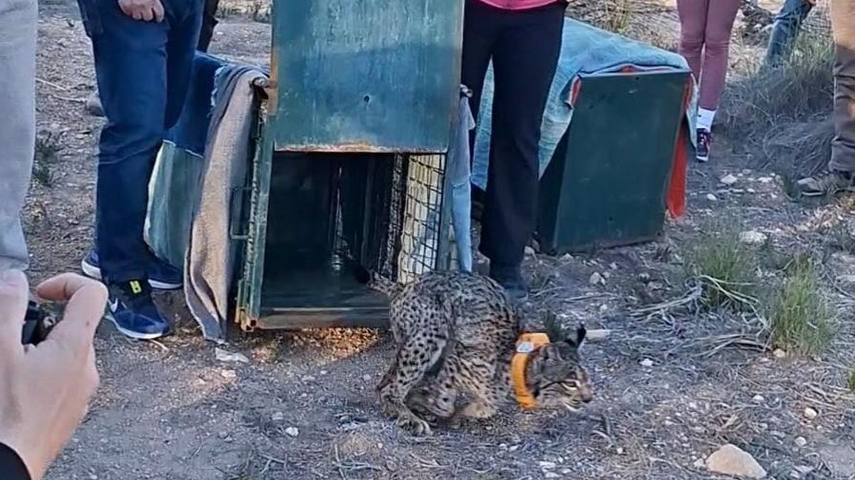 Wailer y Winder: los dos nuevos linces que vuelven a la naturaleza en los campos albaceteños de Hellín