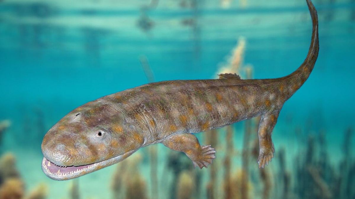 Reconstrucción de un Acanthostega, uno de los primeros animales de cuatro patas