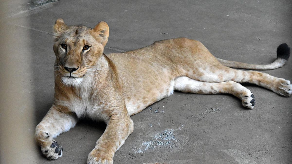 Críticas en Japón tras la muerte de tres leonas en un zoo por posible golpe de calor