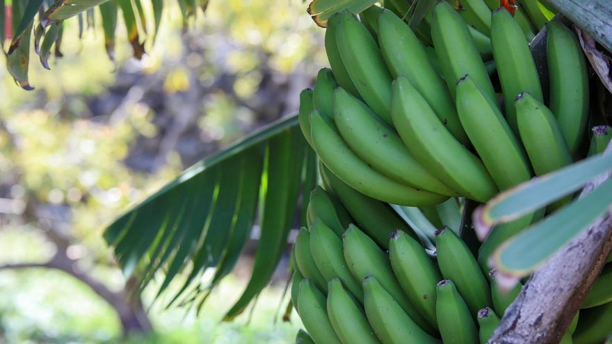 Canarias insiste al Ministerio de Agricultura en autorizar fitosanitarios para combatir plagas en cultivos