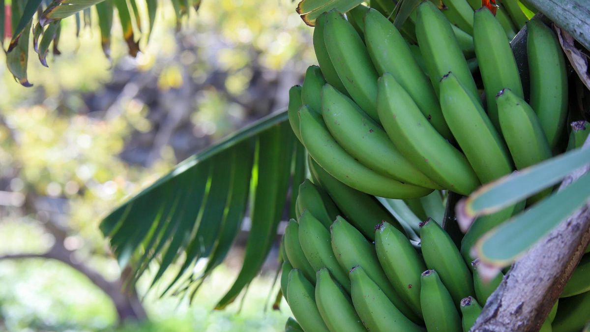 Canarias insiste al Ministerio de Agricultura en autorizar fitosanitarios para combatir plagas en cultivos