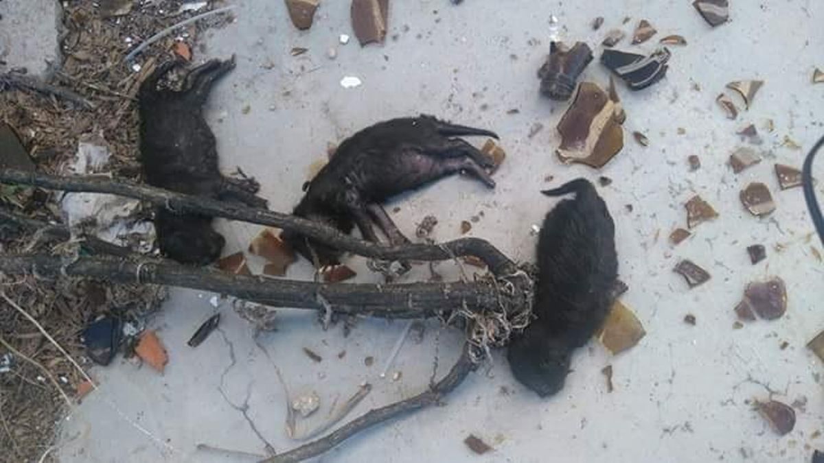 Buscan a los autores de la muerte de tres cachorros "reventados a botellazos" en Puertollano (Ciudad Real)