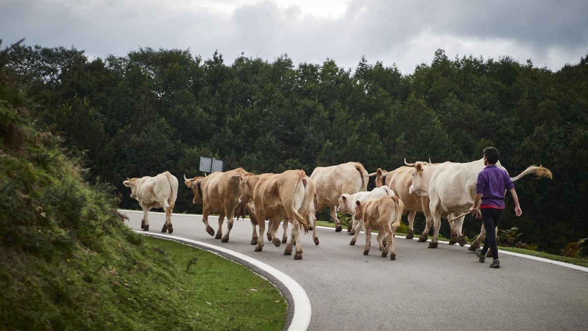 Navarra prohíbe hasta el 30 de noviembre las ferias y mercados de ganado por la dermatosis nodular