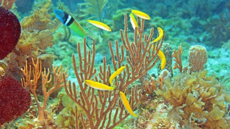 Científicos descubren mecanismo de cambio de sexo en los peces
