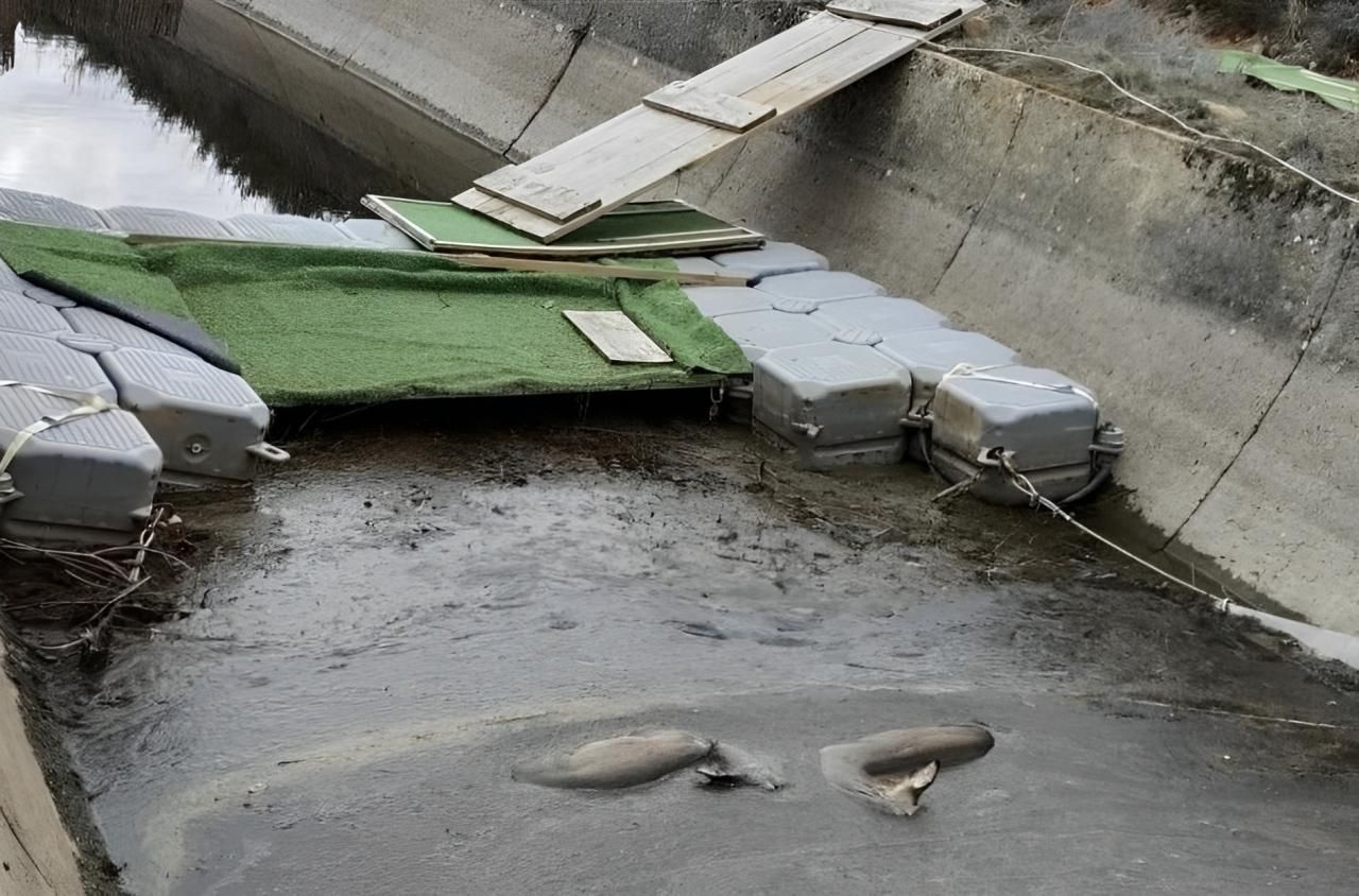 Dos corzos flotando ante uno de los 'ingenios' flotantes experimentales que deberían haber servido para salvarlos.