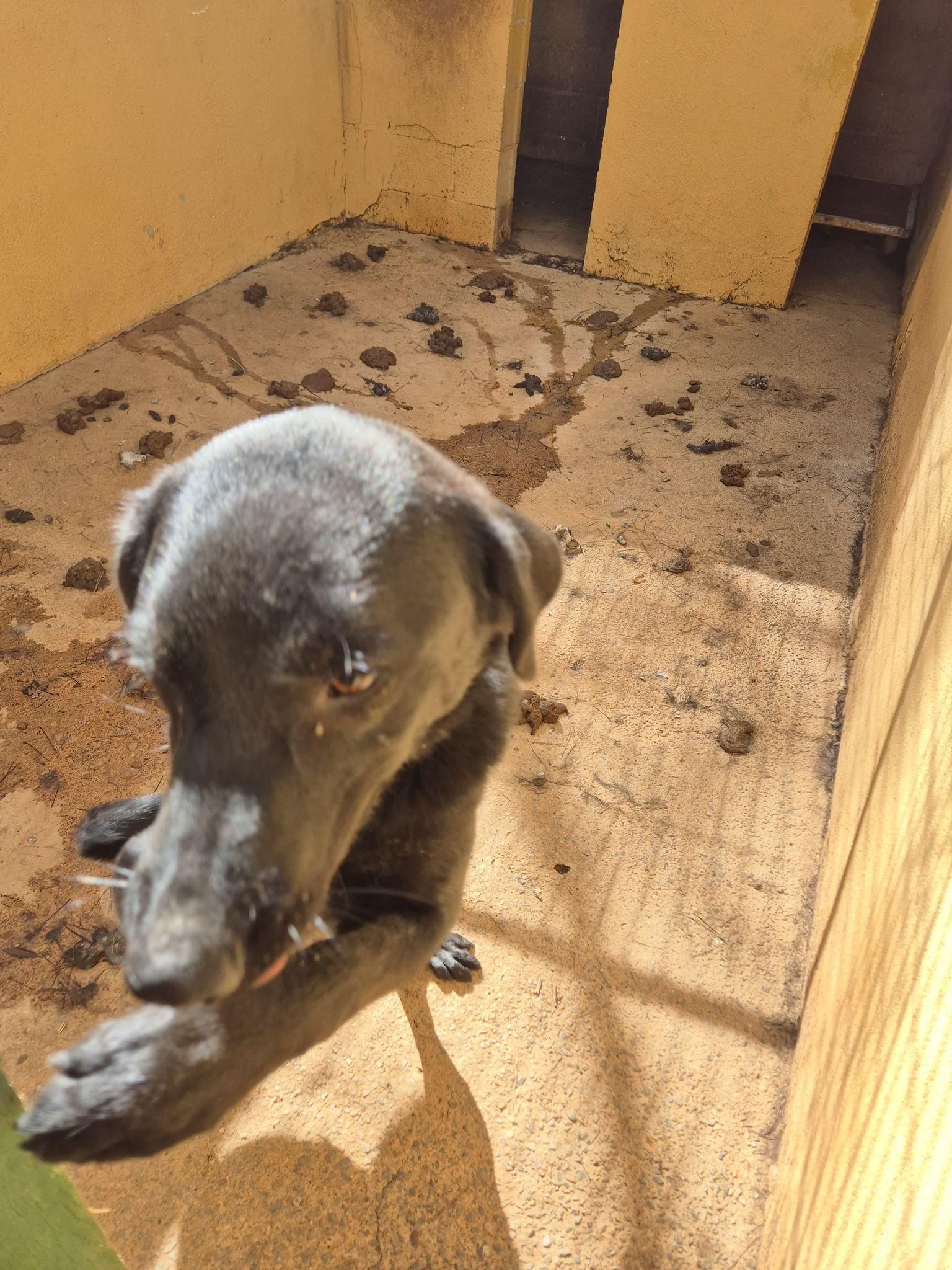 Los animalistas reclaman la clausura definitiva de las instalaciones