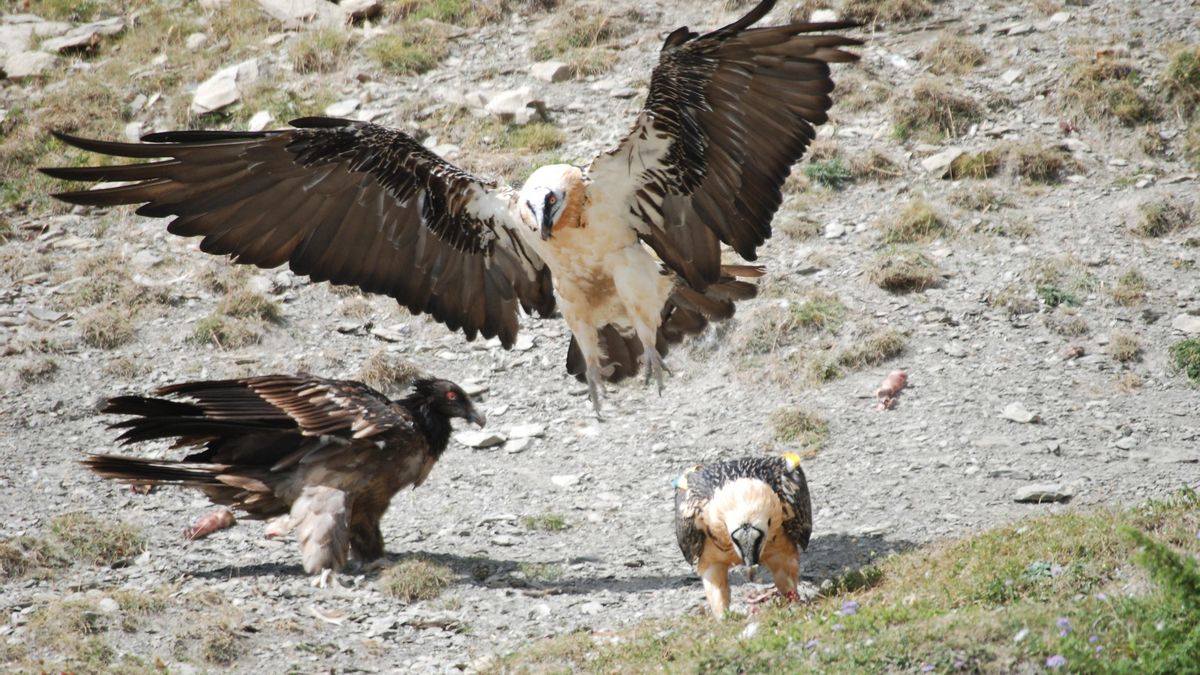 Los montes de Huesca acogen a casi dos tercios de los quebrantahuesos localizados en España.