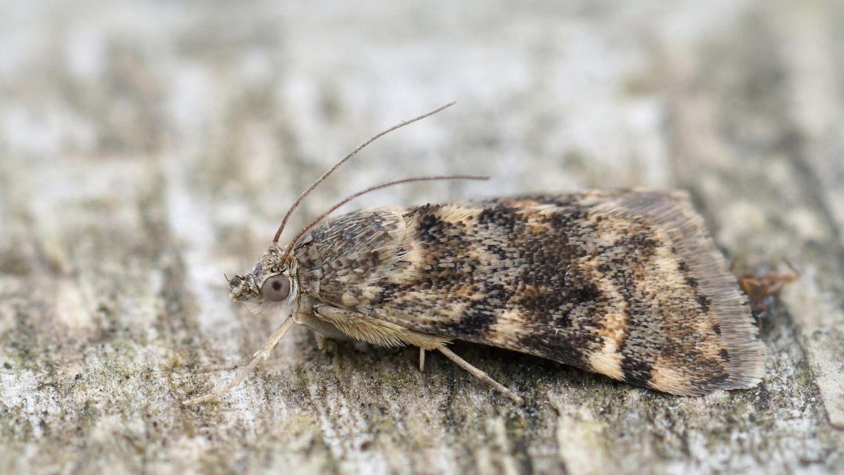 Las temperaturas de esta primavera han favorecido las condiciones para su reproducción