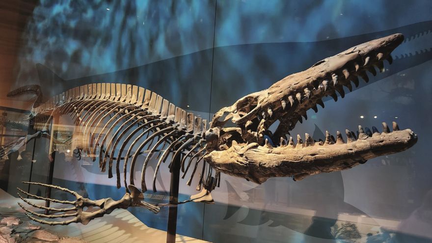 Descubren una nueva especie de Tylosaurus en las antiguas aguas de Texas
