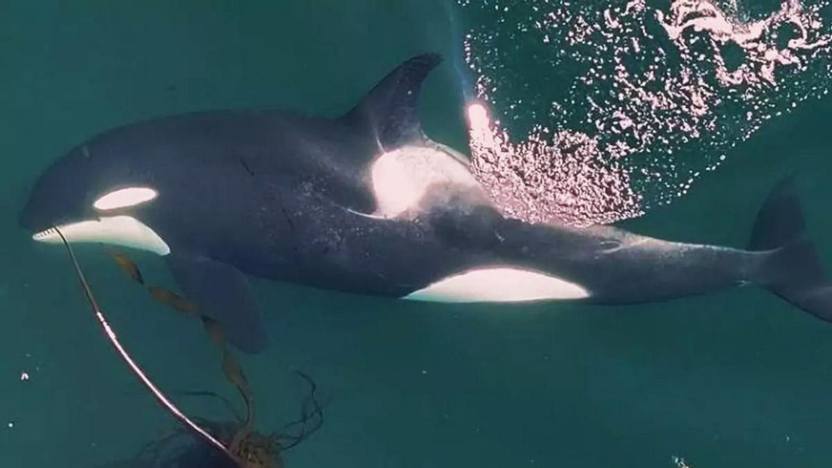 Una orca usando algas para rascar a otra compañera.