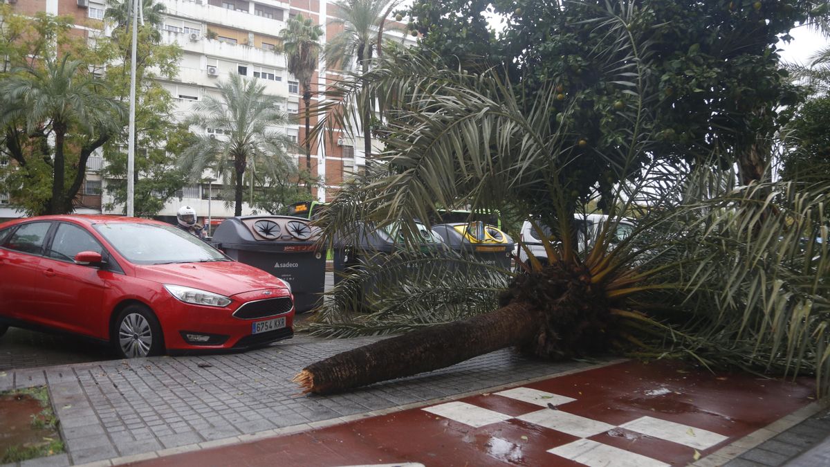 El temporal provoca las caídas de árboles, postes eléctricos y placas de una fachada en el Sector Sur