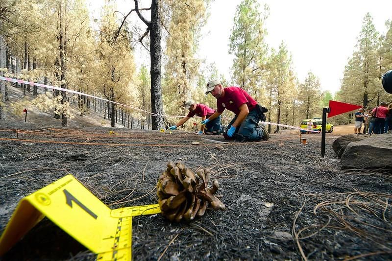 Agentes de Medio Ambiente del Cabildo de Gran Canaria que conforman el equipo de investigación del incendio de Valleseco