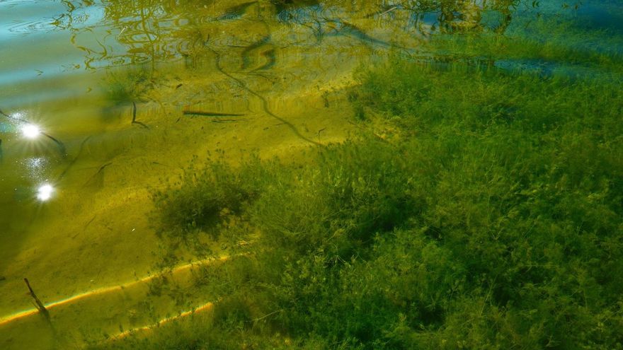 El caudal limpio devuelve la vegetación acuática al lago de l'Albufera.