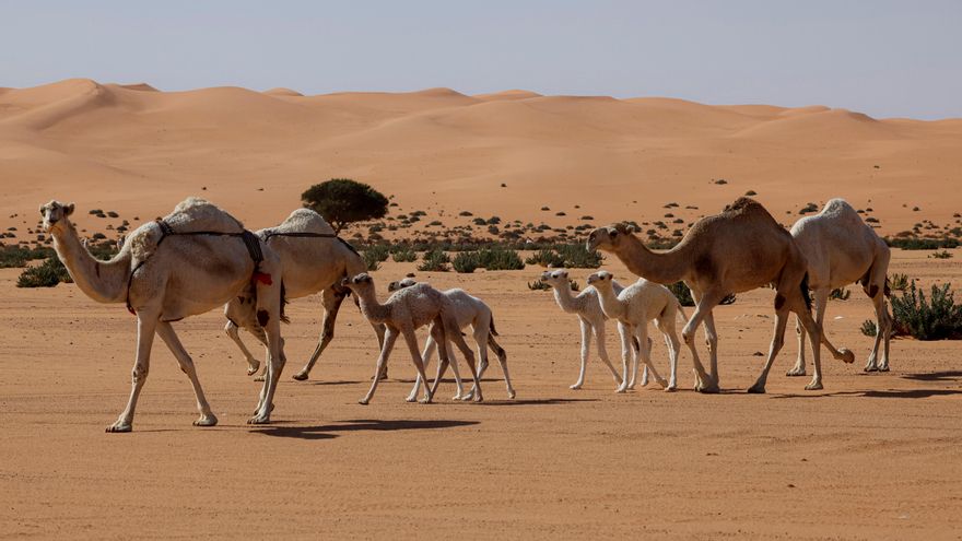 África subsahariana tiene un 14 % de la ganadería mundial pero produce poca carne y leche