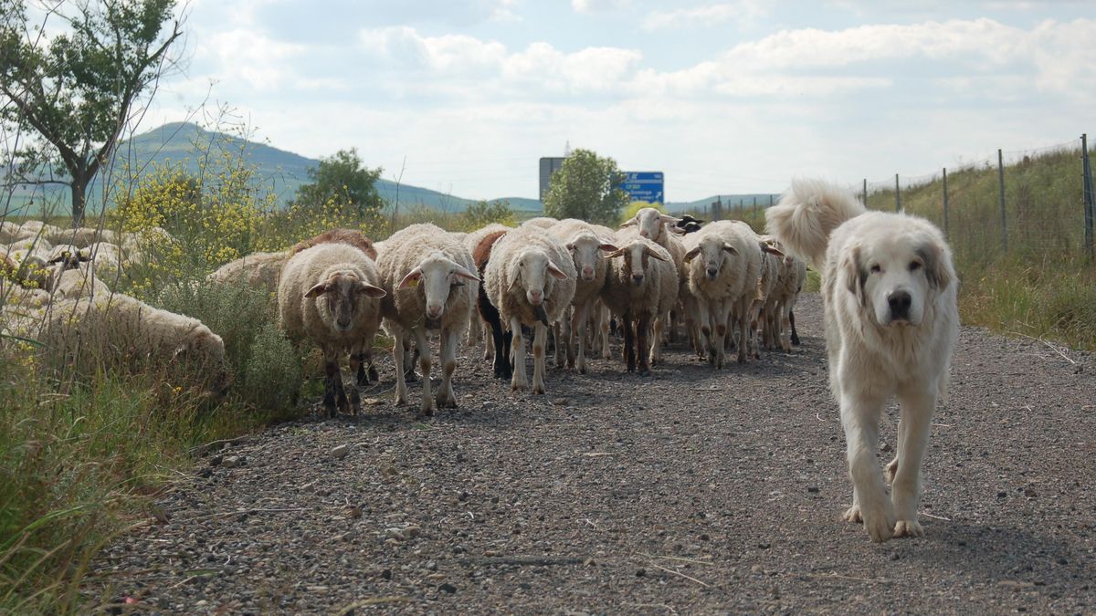 El Gobierno de La Rioja destina 200.000 euros a ayudas para la compra de animales de reposición