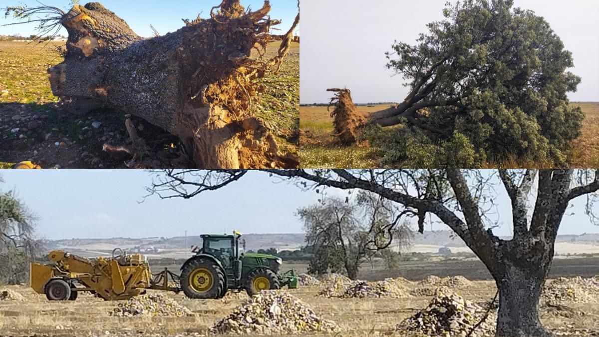 Árboles arrancados en la finca.