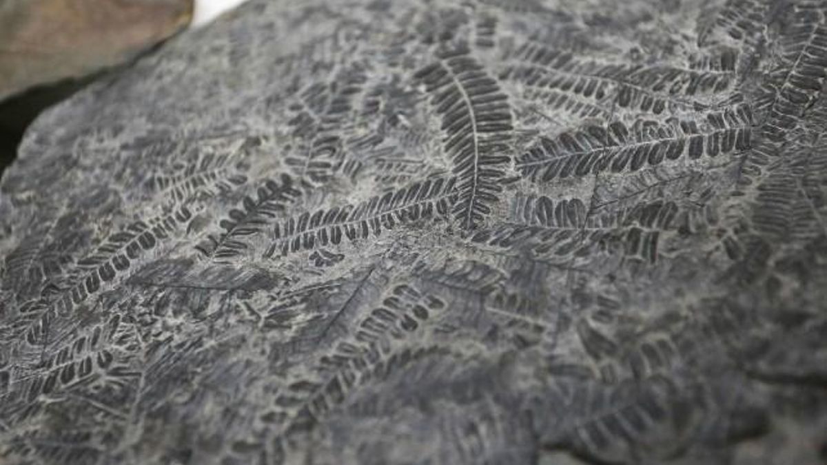 El Aula Geológica de Robles de Laciana celebra del 1 al 5 de julio las séptimas Jornadas de Geología