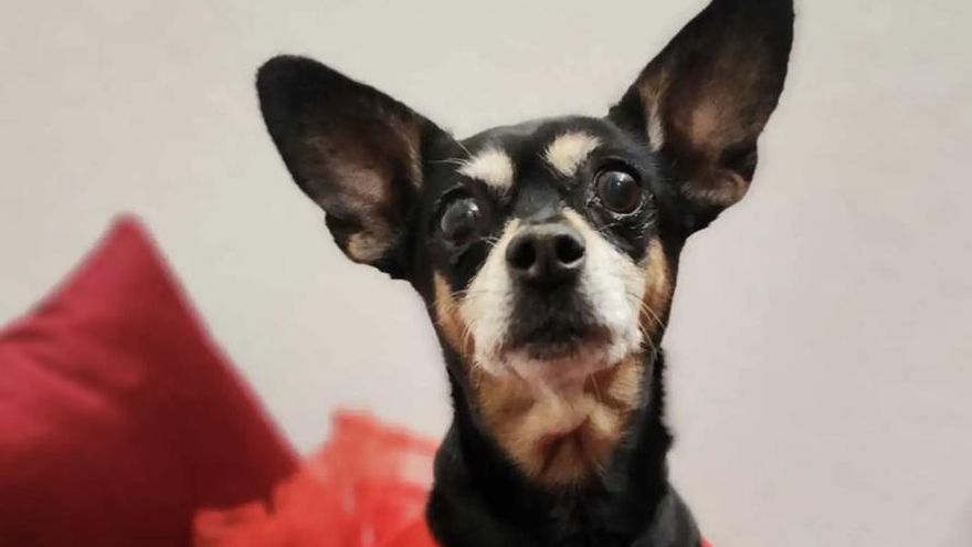 El caso de Hotdog, la perrita nadie quiere adoptar por tener problemas de corazón